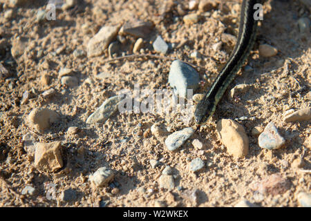 Eine wilde Garter Snake auf einer Schotterstraße im Sommer an einem sonnigen Tag Stockfoto