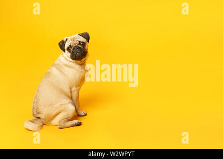 Junges Mädchen mit niedlichen Mops Hund auf farbigen Hintergrund Stockfoto