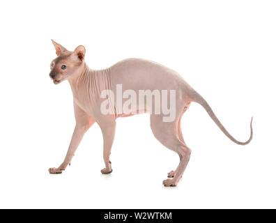 Lustige Sphynx cat auf weißem Hintergrund Stockfoto