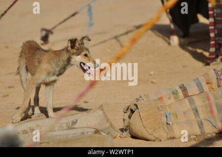Der Hund in der Wüste im Norden der Sahara. Tunesien Stockfoto