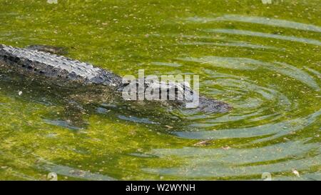 Mississippi-alligator im Wasser warten auf einen beten. Wasser zeigt kleine Wellen um das Krokodil Stockfoto