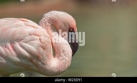 Profil von einem rosa Flamingo mit kopieren. Keine Menschen, lustige Position Stockfoto