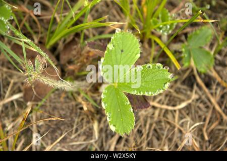 Tautropfen auf Erdbeere Blätter Stockfoto