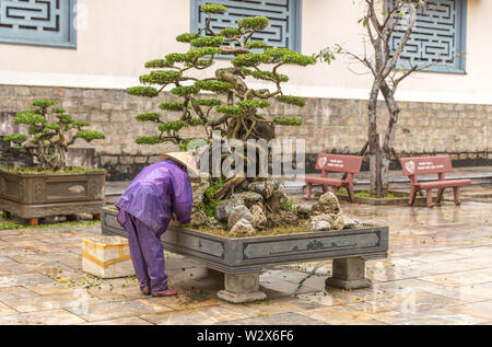Baumpflege Arbeitnehmer arbeiten im Park in Vietnam. Asiatische Frau schneiden  Bonsai Baum Stockfotografie - Alamy