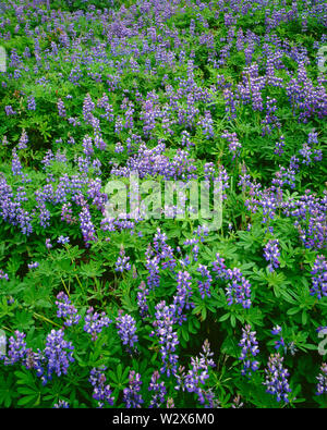 USA, Washington, Mt. Rainier National Park, Breitblättrigen Lupine (Lupinus Latifolius) Zeigt dicht Blüte in der Nähe von Den Nisqually Gletscher. Stockfoto