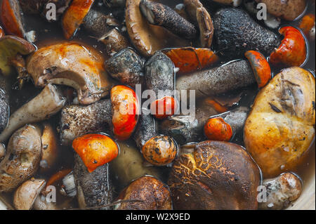 Von Oben nach Unten Blick auf die frisch gesammelten Red-Capped Scaber Stiel Pilze, Pilze (Leccinum Aurantiacum) und andere genießbare Arten Gewaschen, bevor Verfahren Stockfoto