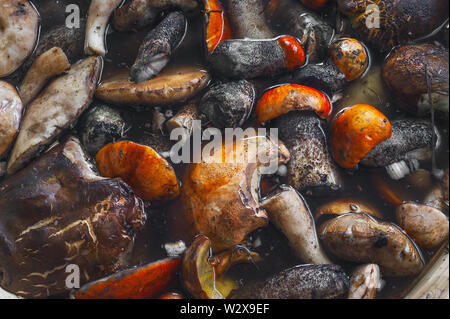 Von Oben nach Unten Blick auf die frisch gesammelten Red-Capped Scaber Stiel Pilze, Pilze (Leccinum Aurantiacum) und andere genießbare Arten Gewaschen, bevor Verfahren Stockfoto