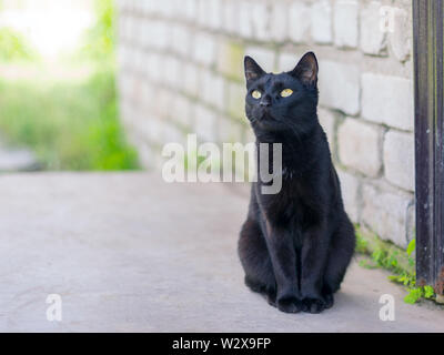 Schwarze Katze auf dem Bauernhof suchen, um sich über das Bauernhaus Veranda an einem sonnigen Sommertag. Stockfoto