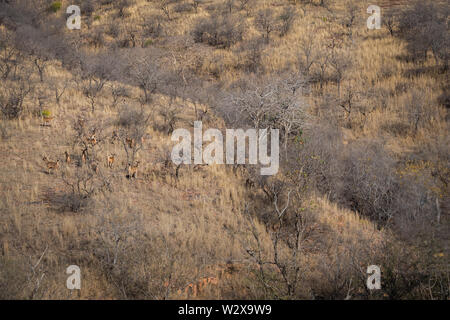 Lebensraum Bild mit einem weiblichen Tiger und Alert sambar Hirsche im Ranthambore Nationalpark. Eine schöne Tigerin Noor auf der Suche nach Beute auf trockene Hügel Stockfoto