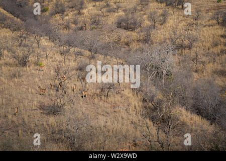 Lebensraum Bild mit einem weiblichen Tiger und Alert sambar Hirsche im Ranthambore Nationalpark. Eine schöne Tigerin Noor auf der Suche nach Beute auf trockene Hügel Stockfoto