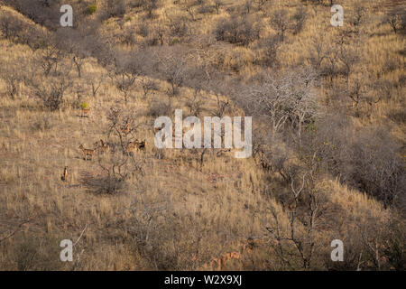 Lebensraum Bild mit einem weiblichen Tiger und Alert sambar Hirsche im Ranthambore Nationalpark. Eine schöne Tigerin Noor auf der Suche nach Beute auf trockene Hügel Stockfoto