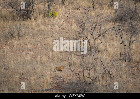 Lebensraum Bild mit einem weiblichen Tiger Cub und Alert, Sambar Hirsche im Ranthambore Nationalpark, Indien Stockfoto