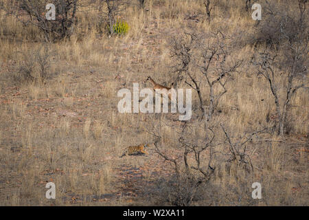 Lebensraum Bild mit einem weiblichen Tiger Cub und Alert, Sambar Hirsche im Ranthambore Nationalpark, Indien Stockfoto