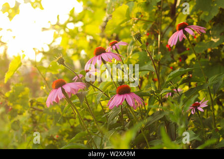 Helle Echinacea purpurea im Sonnenlicht. Schöne Sonnenhut Blumen. Stockfoto