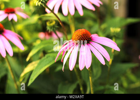 Helle Echinacea purpurea im Sonnenlicht. Schöne Sonnenhut Blumen. Stockfoto