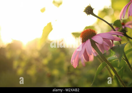 Helle Echinacea purpurea im Sonnenlicht. Schöne Sonnenhut Blumen. Stockfoto