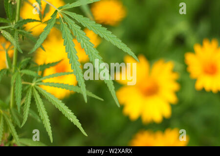 Nahaufnahme Blatt von Marihuana auf dem Hintergrund der bunten Blumen Stockfoto