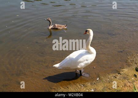 White Swan mit Cub auf dem Fluss. Stockfoto