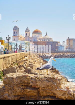 Paseo Campo del Sur Promenade mit den Cadiz, Kathedrale, Santa Cruz oder Catedral Nueva (Neue Kathedrale) im Hintergrund. Cadiz. Andalusien, Spanien Stockfoto