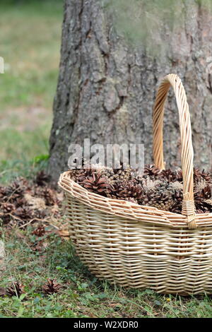 Sammeln von Tannenzapfen. Pine Cone in Weidenkörbe. Stockfoto