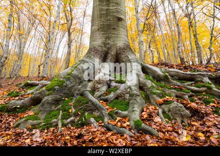 Gemeinsame Buche (Fagus sylvatica), Baumwurzeln mit Moos, Herbst, Thüringen, Deutschland Stockfoto