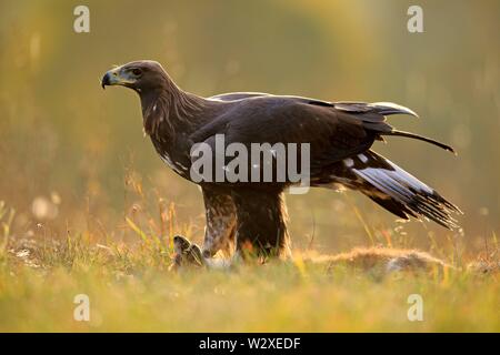 Golden Eagle (Aquila Chrysaetos), Erwachsener, auf Erfasst roter Fuchs stehend, Slowakei Stockfoto