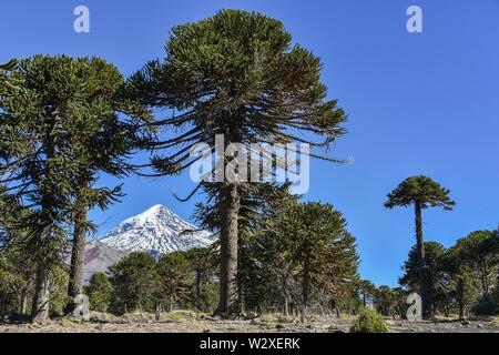 Schneebedeckte Vulkan Lanin und Monkey Puzzle Bäume (Araucaria araucana), zwischen San Martin de los Andes und Pucon, Nationalpark Lanin, Patagonien Stockfoto