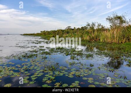 Esteros del Ibera Marsh, Provinz Corrientes, Argentinien Stockfoto