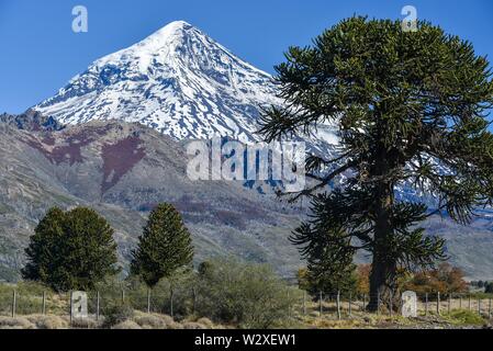 Schneebedeckte Vulkan Lanin und Monkey Puzzle Bäume (Araucaria araucana), zwischen San Martin de los Andes und Pucon, Nationalpark Lanin, Patagonien Stockfoto