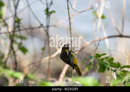 Baltimore Oriole (Icterus Galbula) Stockfoto