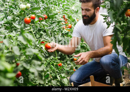 Freundliche Landwirt bei der Arbeit im Gewächshaus Stockfoto