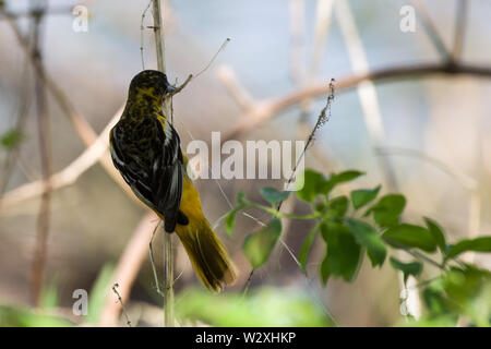 Baltimore Oriole (Icterus Galbula) Stockfoto