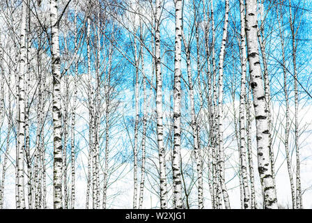 Blauer Himmel mit weißen Wolken über Sommer schwarze und weiße Birke Baumstämmen. Stockfoto