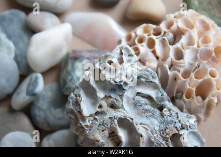 Muscheln, Steine, Muscheln und Korallen Hintergrund. Stockfoto