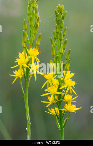 Bunte asphodels (Narthecium ossifragum), leuchtend gelben Blumen auf feuchten Heide in Surrey, UK Moor, im Sommer Stockfoto