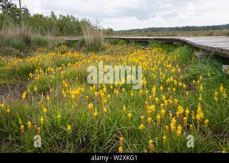 Bunte asphodels (Narthecium ossifragum), leuchtend gelben Blumen auf feuchten Heide bei thursley Gemeinsame NNR, Surrey, UK Moor, im Sommer Stockfoto