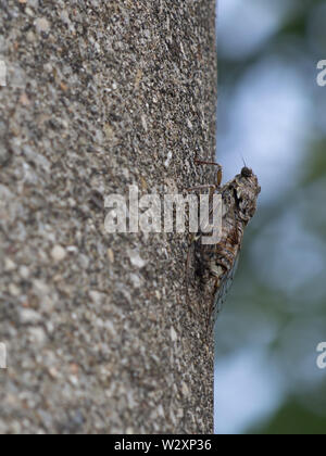 Cicada orni auf Pole, gut getarnt. Italien. Woodland Lebensraum. Stockfoto