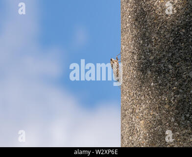 Cicada orni auf Pole, gut getarnt. Italien. Himmel hinter. Stockfoto