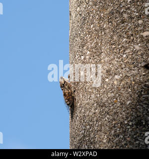 Cicada orni auf Pole, gut getarnt. Italien. Blauer Himmel hinter sich. Stockfoto