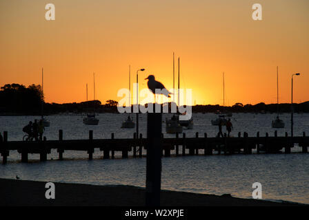 Einsame Möwe Silhouette durch sinkende Sonne an der Anlegestelle der Stadt am Meer genannt Rockingham in Westaustralien, wo angelegten Boote in den ruhigen Wasser bob Stockfoto