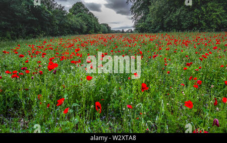 Schöne Bilder von Mohn in den Cotswolds wächst. Iconic Blumen im Zusammenhang mit Kriegen auf der ganzen Welt. Stockfoto