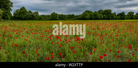 Schöne Bilder von Mohn in den Cotswolds wächst. Iconic Blumen im Zusammenhang mit Kriegen auf der ganzen Welt. Stockfoto