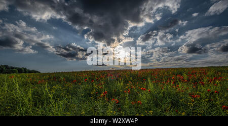 Schöne Bilder von Mohn in den Cotswolds wächst. Iconic Blumen im Zusammenhang mit Kriegen auf der ganzen Welt. Stockfoto