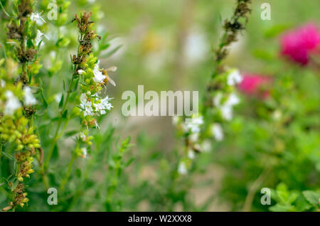 Thymus serpyllum blüht im Garten mit weißen Blumen, close-up Stockfoto