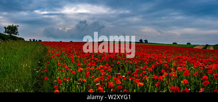 Schöne Bilder von Mohn in den Cotswolds wächst. Iconic Blumen im Zusammenhang mit Kriegen auf der ganzen Welt. Stockfoto