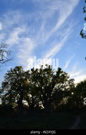 Englische Bäume, die vor einem schönen blauen Himmel mit ein paar Wolken stehen Stockfoto