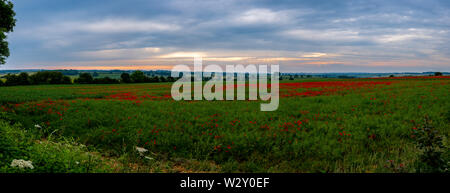 Schöne Bilder von Mohn in den Cotswolds wächst. Iconic Blumen im Zusammenhang mit Kriegen auf der ganzen Welt. Stockfoto