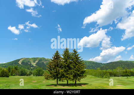 Reihe von Bäumen im Vordergrund Berge mit weiten blauen Himmel im Hintergrund in den sonnigen Tag im Sommer. Natur Landschaft, wunderschöne malerische Landschaft anzeigen Stockfoto