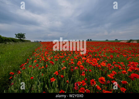 Schöne Bilder von Mohn in den Cotswolds wächst. Iconic Blumen im Zusammenhang mit Kriegen auf der ganzen Welt. Stockfoto