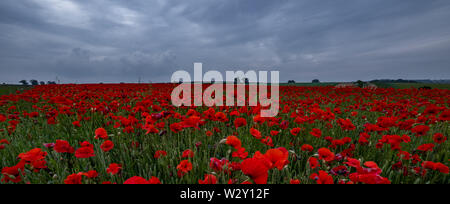 Schöne Bilder von Mohn in den Cotswolds wächst. Iconic Blumen im Zusammenhang mit Kriegen auf der ganzen Welt. Stockfoto